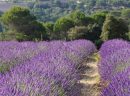 lavande-bio-plateau_valensole